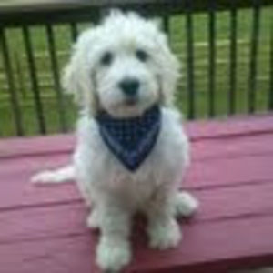 Meet your Posher, Jacqueline